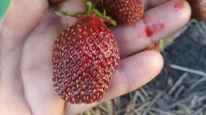 Сорт клубники Рубиновый кулон