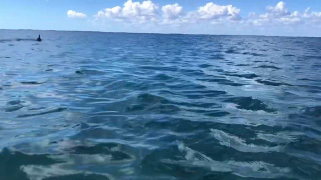 Карибское море. Куба. Бухта в провинции Матансас. Bahía de Cochinos — «залив свиней» смотреть онлайн