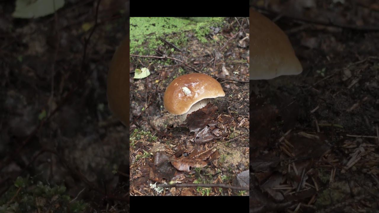 КРУПНЫЙ БЕЛЫЙ НА КРАЮ КАНАВЫ! #mushroom #mushrooms #боровики #boletusedulis #fungi