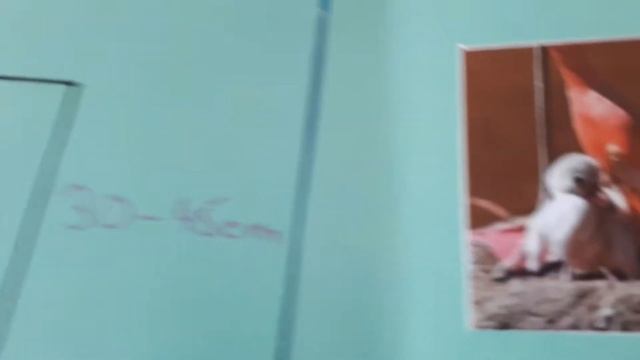 Lapbook! - Ideen! Flamingo! - Как сделать реферат? Тема - Фламинго! смотреть онлайн