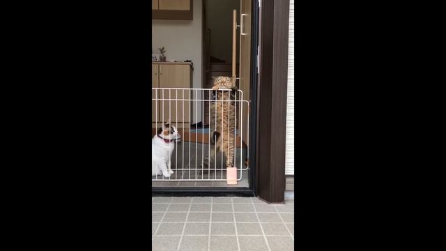 Half-Life Cat 4 смотреть онлайн