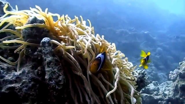 ПОДВОДНЫЙ МИР Рыба море океан видео про рыб UNDERWATER WORLD Fish Sea Ocean Video About Fish