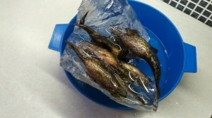 ЗИМУЕТ во ЛЬДУ. Рыба ОЖИЛА после разморозки