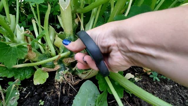 Как спасти от гнили кабачки? 3 ПРОСТЫХ СОВЕТА от гниения кабачков смотреть онлайн