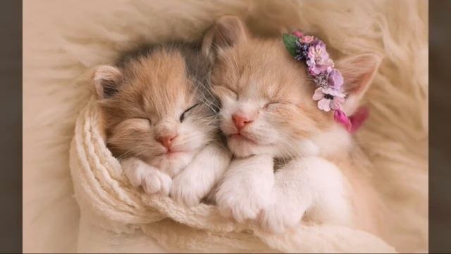 ПОЧЕМУ КОШКИ МНОГО СПЯТ ??? смотреть онлайн