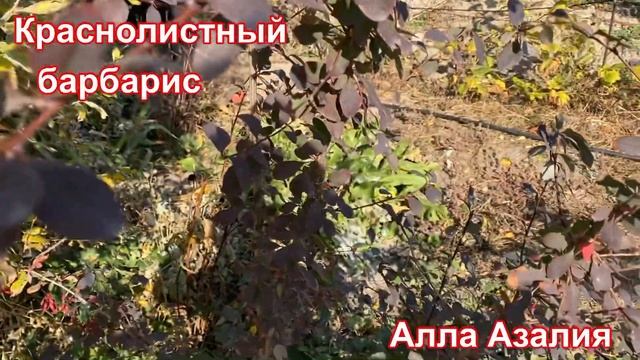 Строительные Приключения