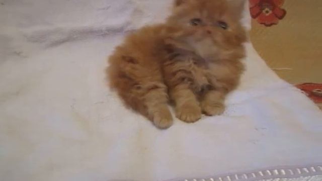 киса рыжая 8 июля 1 5 мес 19387 смотреть онлайн