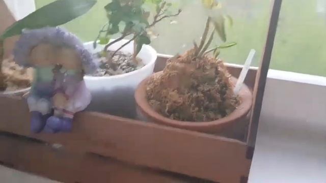 Мои дендробиумы. Содержание, полив. смотреть онлайн