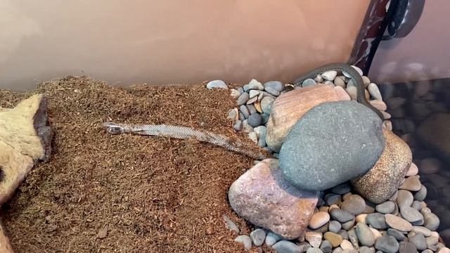 Домашний уж обыкновенный сбрасывает шкуру смотреть онлайн