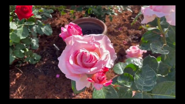 Elle Rose…Most Reward for Least Effort смотреть онлайн