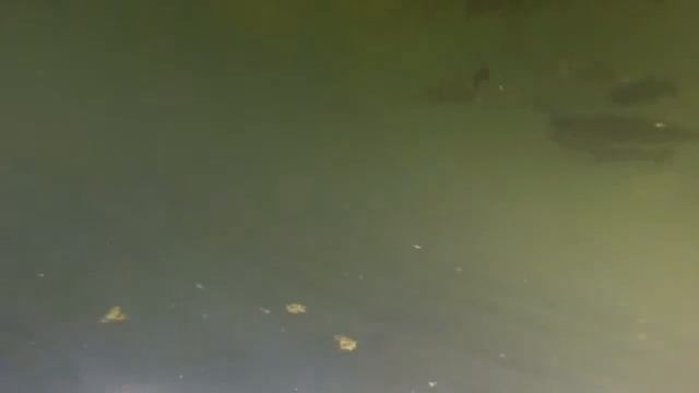 Рыбалка в Межигорье Януковича: большая форель. (HD) смотреть онлайн