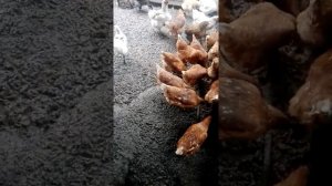 Когда куры ломан браун начинают нестись