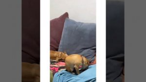 BABY EDITION NIKI CHIHUAHUA | Niki the angry chihuahua dog | #chihuahua #mreviatar #nikichihuahua