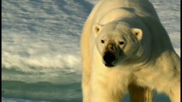топ 5 интересных фактов о белых медведях смотреть онлайн