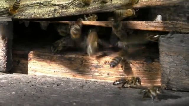 Почему пчелы скоблят прилетную доску. Новая версия смотреть онлайн