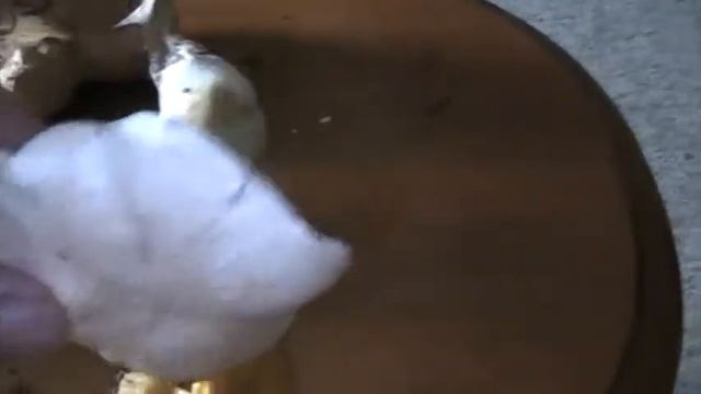 Wild Mushroom I.D. Needed. смотреть онлайн