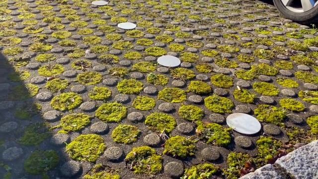 ГЕРМАНИЯ. Поздравление / Мох на тротуарах / Туманная зима в Баварии смотреть онлайн