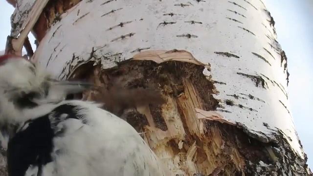 Замедленная съёмка. Дятел долбит дерево. смотреть онлайн