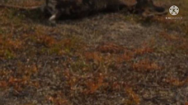 Олень застрял в болоте и почти потерял надежду. Вы ахнете, когда узнаете кто пришёл ему на помощь смотреть онлайн