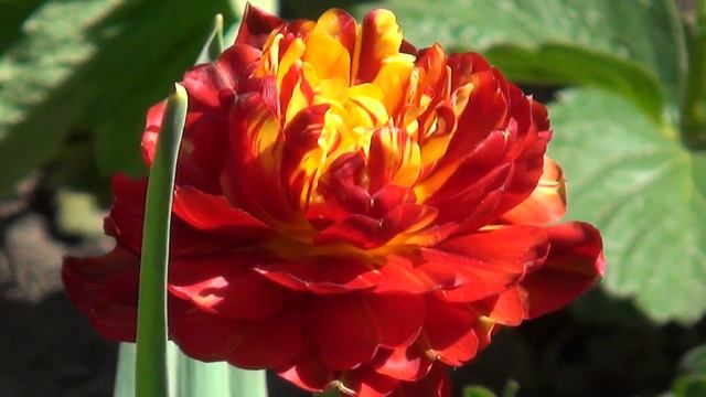 Test zoom Sony HDR-CX400E смотреть онлайн