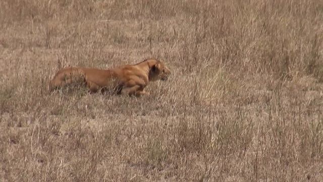 Lioness stalking warthogs смотреть онлайн