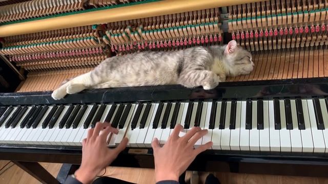 You're not mine but I'm fine _ Piano meowssage (My composition) смотреть онлайн