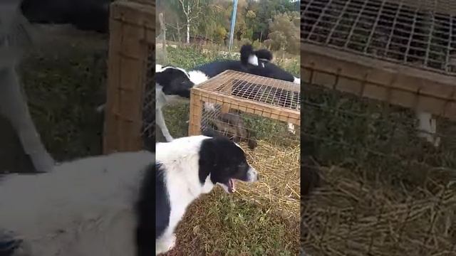 Карельская медвежья собака Щенки 4 мес Первая встреча с енотовидной собакой. смотреть онлайн