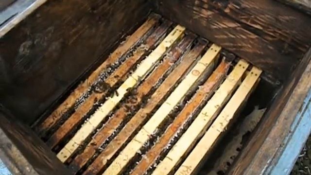 пчелы бакфаст в октябре в Подмосковье и Рязанской области