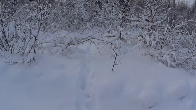 Охота на куницу,проверка путика,волки. смотреть онлайн