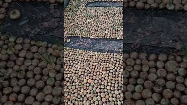 Лукоавя муха в теплице. Не приговор! смотреть онлайн