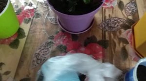 015 Подкормка#комнатных#растений# биогумусом