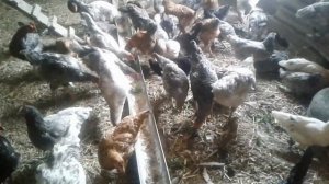 Лучшие несушки. Куры Доминант.