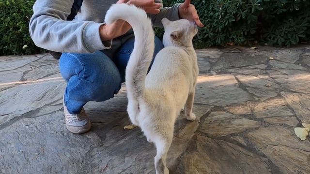 Ginger cat meows very loudly but doesn't get too close смотреть онлайн
