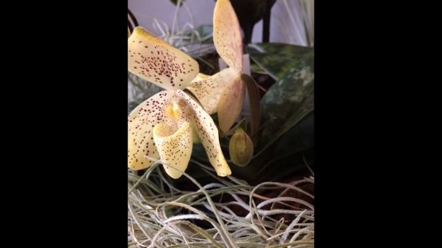 Paphiopedilum concolor Orchidejos.lt смотреть онлайн
