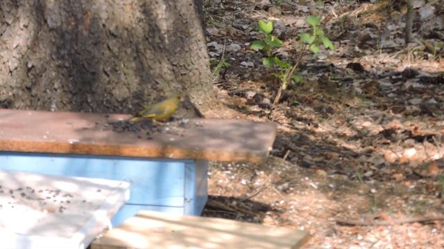 "Зеленушка прилетела" смотреть онлайн