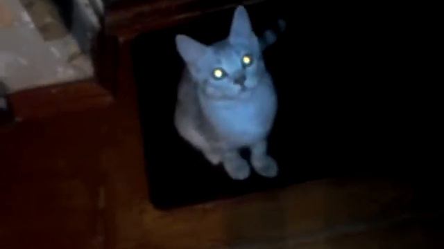 Барс маленький мяукает смотреть онлайн