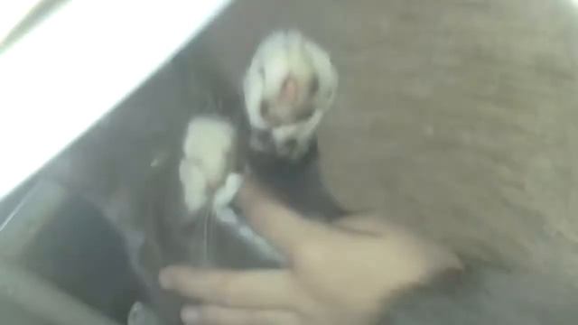 Кот который ездит на коляске смотреть онлайн