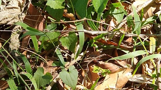 Таиланд Патайя какие животные водятся в национальных парках кроме обезьян смотреть онлайн