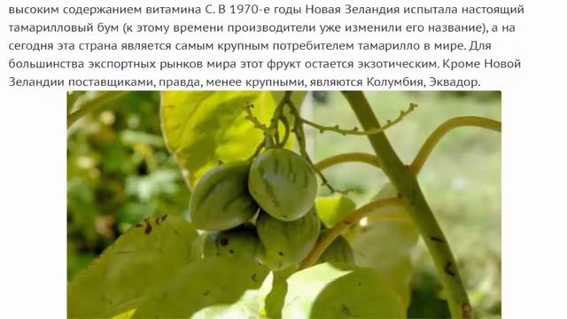 Тамарилло, томатное дерево , цифомандра (cyphomandra betacea), гость из южной америки смотреть онлайн