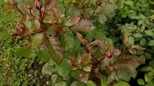 Роза Комтесса (Comtessa). Очень здоровый сорт; в минимальные сроки образует сильный куст.