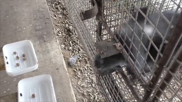 Ручная лисица обучается выбирать большее количество кусочков методом проб и ошибок смотреть онлайн