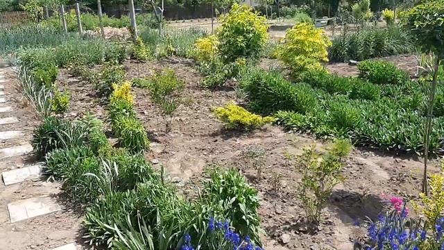 Шавлія#багаторічники#видишавлій#екзотивсаду#посухостійкірослини#сонцелюбивірослини#декорсад#южнийса смотреть онлайн