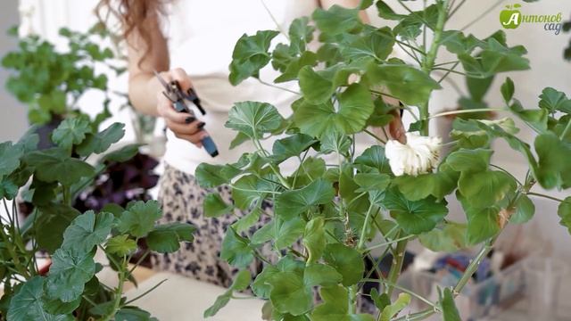 Обрезка пеларгонии весной. Обрезаем, не жалея! смотреть онлайн