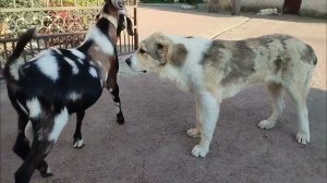 Азиат-пастушья собака!