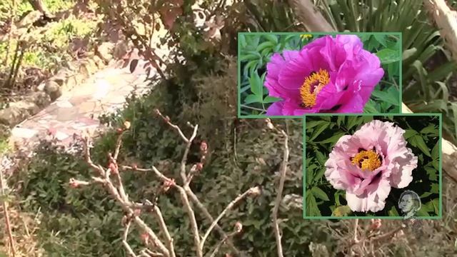 КОЛЮЧЕМУ МОЖЖЕВЕЛЬНИКУ ПРИДАЛА КРАСИВУЮ ФОРМУ! смотреть онлайн