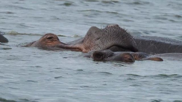 African Hippo (Hippopotamus amphibius) Video & Sounds, Noises & Animal Calls | Stories Of The Kruge смотреть онлайн