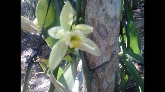 Vanilla Flower Orchid Plant Pollination Process In Video Season