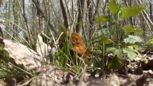 Грибное место или где растет сморчковая шапочка.