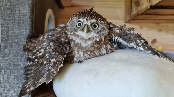 Yoll's добрый stream из Совиного дола. Прячемся от жары