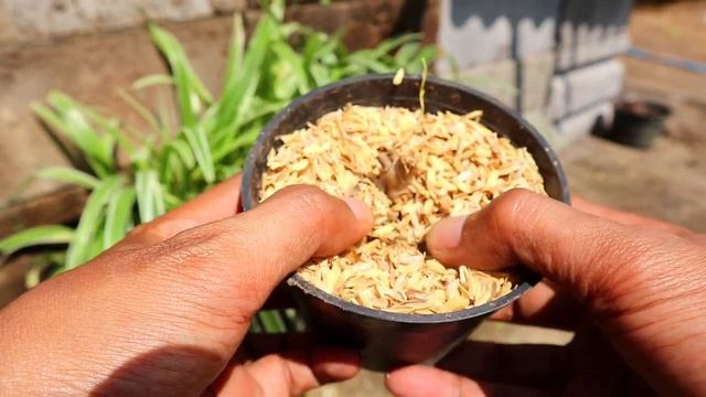 How to grow longan without roots (100% success) смотреть онлайн